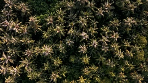 Aerial Palm Trees Top Down Stock Footage 267848667