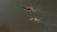 Aerial: Palomino And Dark Brown Horse With Riders Splashing In Shallow River Stock Footage