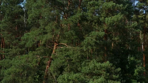 Aerial pan across pine forest Stock Footage 131889364