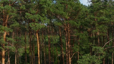 Aerial pan across pine forest Stock Footage 131894077