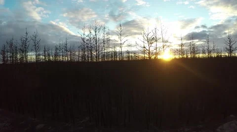 Aerial pan of forest fire aftermath Stock Footage 55059902
