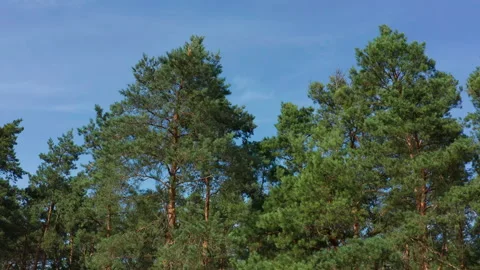 Aerial pan over pine forest on a sunny day Stock Footage 131897076