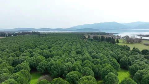 Aerial Pan Over Uniform Tree Plantation Bordering a Lake Stock Footage 322770208