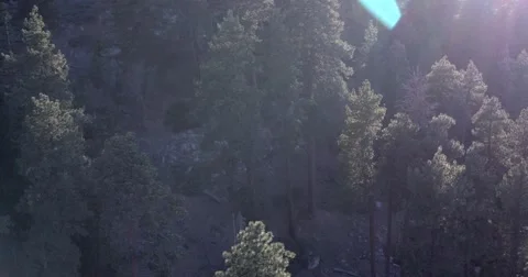 Aerial pan on Pine trees with lens flair Stock Footage 49565205