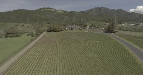 Aerial pan right over rows of grapevines. Stock Footage 75720279
