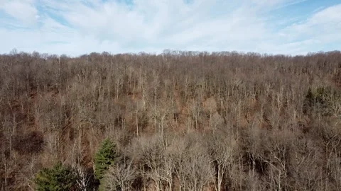 An Aerial Pan Shot of Bare Trees and a Few Evergreens in the Spring 스톡 동영상 276804879