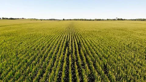 Aerial pan shot over a corn field in Indiana. Stock Footage