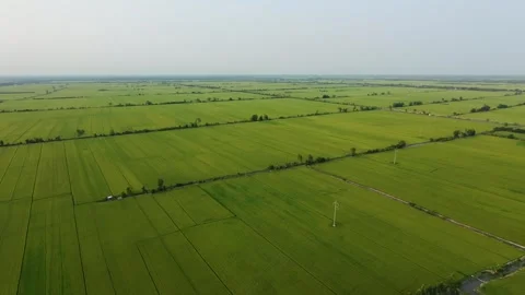 Aerial pan shot over endless vibrant green rice fields Vídeos de archivo 335856043