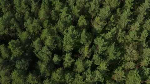 Aerial pan shot over pine forest in Europe Stock Footage 131885409