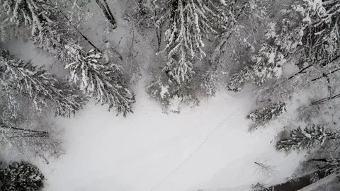 Aerial. Pan shot of a winter forest covered in snow. Stock Footage 85664341