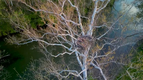 Aerial pan of three Bald Eagle eaglets in nest in tree along river 動画素材 243345178