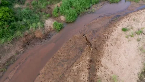 Aerial Pan View Of Klaserie River And Giraffe. South Africa. Stock Footage 202017519