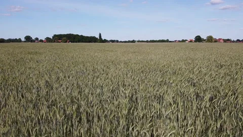 Aerial Pan of wheat 動画素材 133281175
