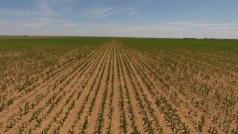 Aerial Pan of Young Corn Crops in Summer Sunshine Stock Footage 243570341