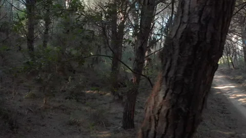 Aerial panning left to right of forest and dirt road Stock Footage 220221086