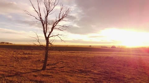 Aerial panning motion of a tree during sunrise. Stock-Footage 164556542
