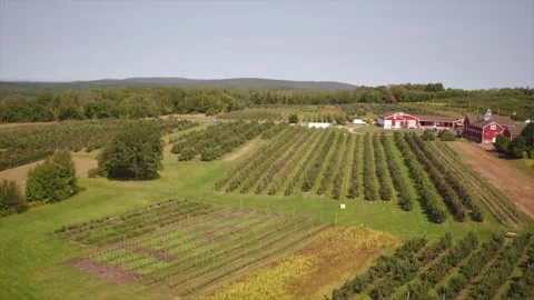 An Aerial Panning Right Over An Apple Orchard Stock Footage 329800924