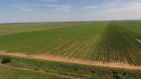 Aerial Panning Shot of Vast Corn Fields Stock Footage 243569472