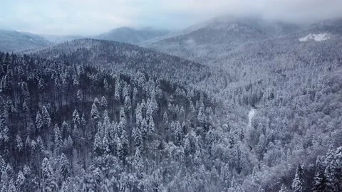 Aerial panning view of forest in the winter time with trees covered by snow Stock Footage 231632201