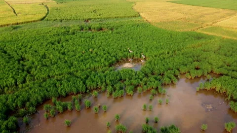 Aerial panning view of group of Sarus crane in wetland Stock Footage 164614325