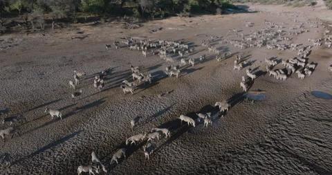 Aerial panning view.  Herd of Burchell's zebras drinking from a drying up river. Stock Footage 276126624