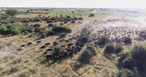 Aerial panning view of a large herd of Cape buffalo running across the Okavango Video stock 85249494