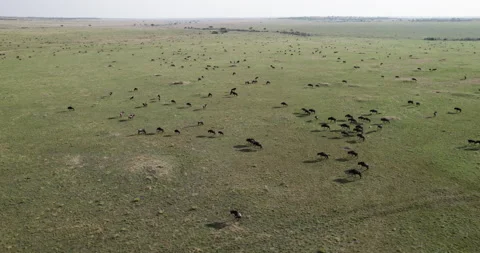 Aerial panning view Migrating herd wildebeest grazing in African savannah Stock Footage 160905267