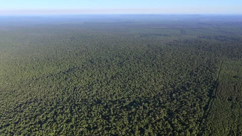 Aerial Panning View of Misiones Rainforest Canopy and Forestry Border Argentina Stock Footage 340921301