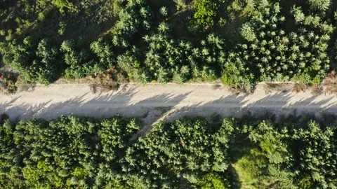 Aerial panning view of road in the forest. Stock Footage 130895412