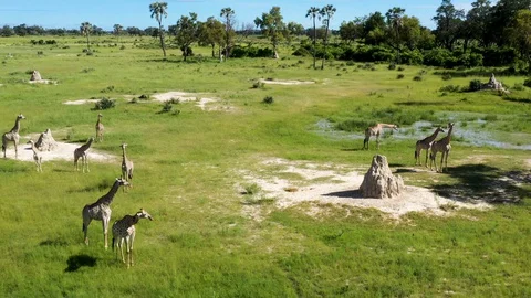 Aerial panning view of a small herd of giraffes walking across the Okavango Stock Footage 127993043