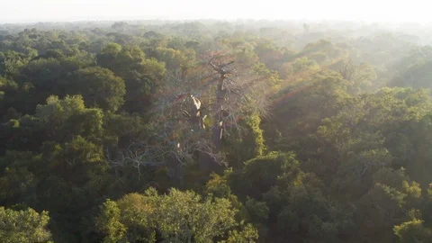 Aerial panning view of the sun's rays catching a large baobab tree in a tropical Stock Footage 112857337