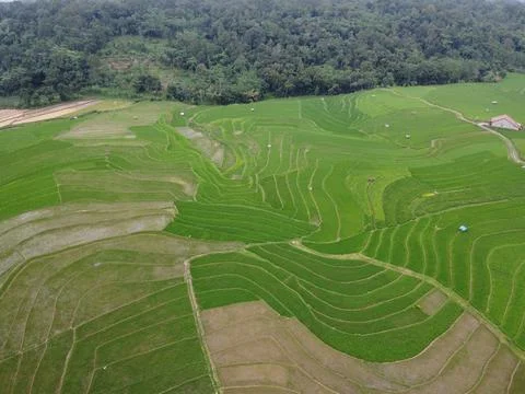 Aerial panorama of agrarian rice fields landscape in the village of Semarang Stock Photos