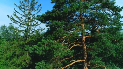 Aerial panorama of border of coniferous pine forest. 4K. Stock Footage 115789613