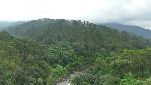 Aerial Panorama of Dense Highland Pine Forest and Distant Stream 스톡 동영상 343472824