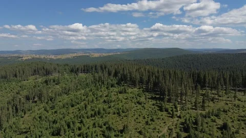 Aerial Panorama of Dense Pine Forest in the Apuseni Mountains - Romania Stock Footage 345512585