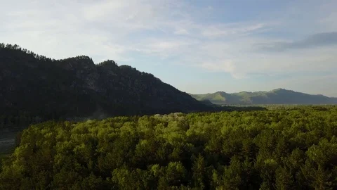Aerial panorama. Flight over the taiga. Coniferous forest at sunset against the Stock Footage