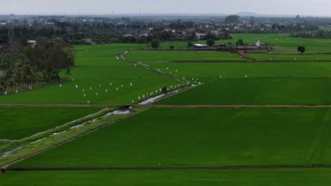 Aerial Panorama of Green Rice Fields with Irrigation Canal and Village 스톡 동영상 343604799