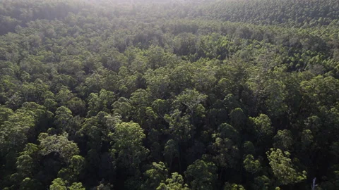 Aerial panorama high above dense forest bush outback tree tops sunset, Australia Stock Footage