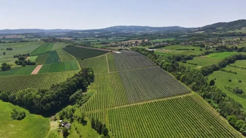 Aerial panorama over vineyard rows and patchwork farmland with small village Stock Footage 345286553