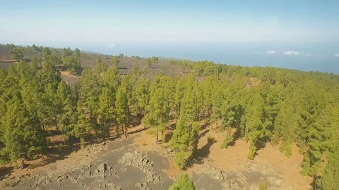 Aerial panorama of the Pine forest on a volcanic island 스톡 동영상 80805354