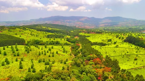 Aerial Panorama of Tea Fields and Green Hills in Malawi Stock Footage 347798392