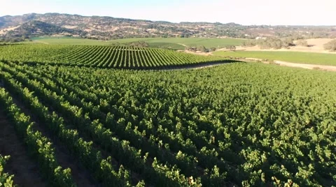 Aerial panorama vineyard Stock Footage
