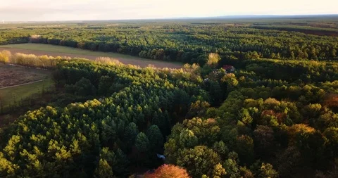 Aerial panoramic of forest at sunset Stock Footage 87778588