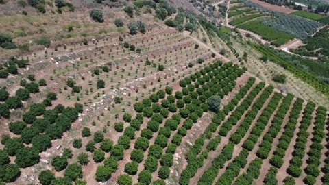 Aerial panoramic orange grove on hillside above vast fertile plain Stock Footage 343947366
