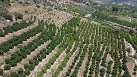 Aerial panoramic orange orchard rows on rocky mountain above farmland Stock Footage 343944950