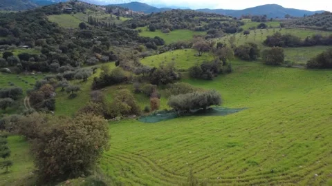 Aerial panoramic push out of olive fields, hills and forest trails Stockbeeldmateriaal 337460030