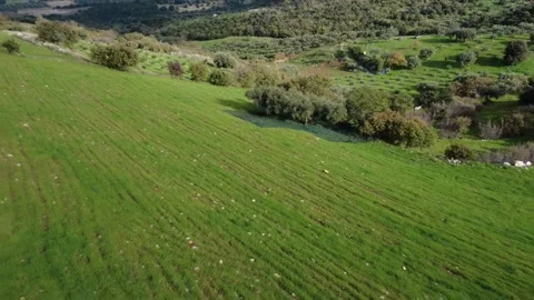Aerial panoramic push out of vast green hillside and olive harvest fields Video stock 337460767