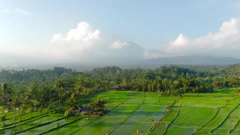 Aerial panoramic of rice fields and palms Sidemen Bali Stock Footage 321401048