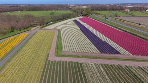 Aerial panoramic view of beautiful multi-colored tulip fields with rows Stock Footage 337072366