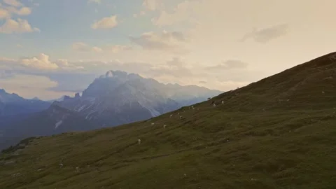 Aerial panoramic view of cows eating grass and standing on top of big pasture Stock Footage 249620928